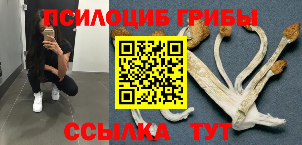 Псилоцибиновые грибы Psilocybe  Вход с VPN  Боровичи 